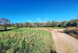 GRAĐEVINSKO ZEMLJIŠTE SA GRAĐEVINSKOM DOZVOLOM NA ODLIČNOJ LOKACIJI, Ližnjan, Terreno