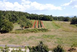 IDILIČAN KOMPLEKS ZA POLJOPRIVREDU I GRADNJU, Pićan, Terreno