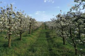 Obiteljsko imanje - Popovac/Baranja, Popovac, Land