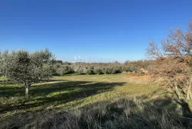 GRAĐEVINSKO ZEMLJIŠTE U MASLINIKU SA POGLEDOM- JEDINSTVENO NA TRŽIŠTU!, Buje, Arazi