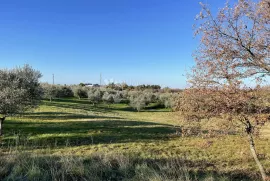 GRAĐEVINSKO ZEMLJIŠTE U MASLINIKU SA POGLEDOM- JEDINSTVENO NA TRŽIŠTU!, Buje, Arazi