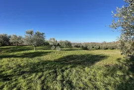 GRAĐEVINSKO ZEMLJIŠTE U MASLINIKU SA POGLEDOM- JEDINSTVENO NA TRŽIŠTU!, Buje, Arazi