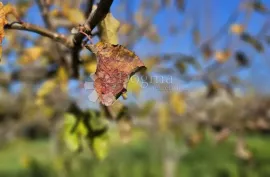 Ekskluzivno!! Gospodarska zgrada i građevinsko zemljiište, Vodnjan, Terrain