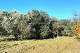 Građevinsko zemljište s maslinikom u Loborici, Marčana, Zemljište