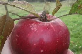 Savršena kuća za odmor u srcu prirode, Grubišno Polje, بيت