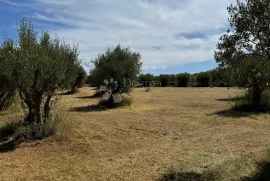 Veliki maslinik u  okolici Raklja, Marčana, Terrain