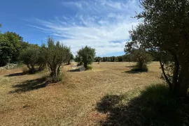 Veliki maslinik u  okolici Raklja, Marčana, Terrain