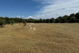 Veliki maslinik u  okolici Raklja, Marčana, Terrain