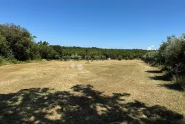 Veliki maslinik u  okolici Raklja, Marčana, Terrain