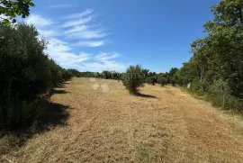 Veliki maslinik u  okolici Raklja, Marčana, Terrain