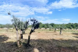 Veliki maslinik u  okolici Raklja, Marčana, Terrain