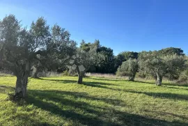 EKSKLUZIVNO - Prostrano zemljište na lijepoj lokaciji, Vodnjan, Land