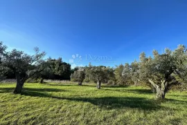 EKSKLUZIVNO - Prostrano zemljište na lijepoj lokaciji, Vodnjan, Land