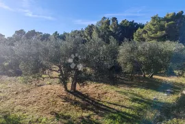 ZABLAĆE - ŠIBENIK - MASLINIK, Šibenik - Okolica, Terreno