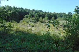 Poljoprivredno zemljište u okolici Roča, Buzet, Terra