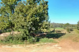 Prostrana građevinska parcela s pogledom na more u mirnom susjedstvu, Brtonigla, Terrain