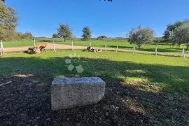 Dva stana u kući u okolici Novigrada, Novigrad, Kвартира