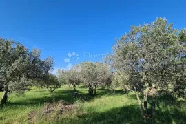 Prekrasan maslenik u Fažani, Fažana, Land