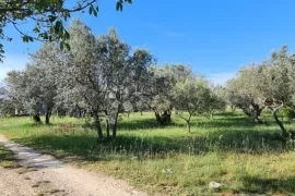 Prekrasan maslenik u Fažani, Fažana, Tierra