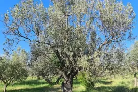 Prekrasan maslenik u Fažani, Fažana, Tierra