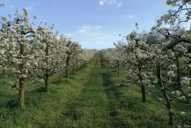 Stambeno poslovna nekretnina - Popovac/Baranja, Popovac, Haus