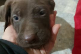 ვეიმარანერის ლეკვი