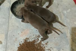 ვეიმარანერის ლეკვი