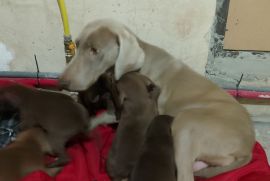 ვეიმარანერის ლეკვი