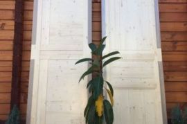 ფიჭვის ხის კარი 700/800X2150 AB (Briz)