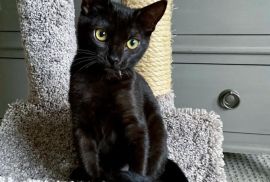 bombay kittens price