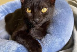 bombay kittens price