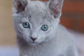 Russian blue kittens for sale near me