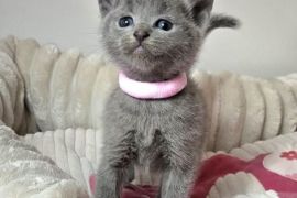 British shorthair kittens
