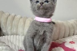 British shorthair kittens
