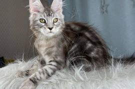 British shorthair kittens