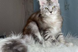 British shorthair kittens
