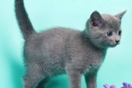 British shorthair kittens