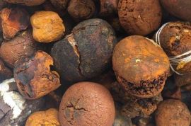 Buy cow /Ox Gallstone Available On Stock Now 