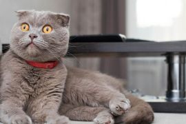 scotland fold cat price