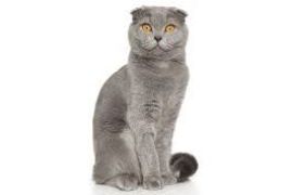 scotland fold cat price