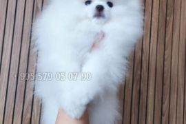 გთავაზობთ, თეთრი ფერის, პომერანული შპიცის ლეკვს.