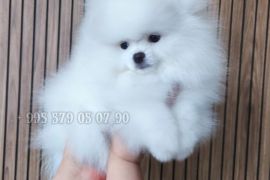 გთავაზობთ, თეთრი ფერის, პომერანული შპიცის ლეკვს.