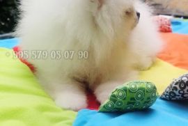 გთავაზობთ, თეთრი ფერის, პომერანული შპიცის ლეკვს.