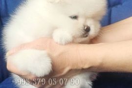 გთავაზობთ, თეთრი ფერის, პომერანული შპიცის ლეკვს.
