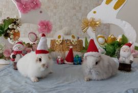 სასაჩუქრე სახლის დეკორატიული ჯუჯა(პატარა) ბაჭიები