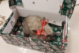 სასაჩუქრე სახლის დეკორატიული ჯუჯა(პატარა) ბაჭიები