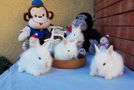 სასაჩუქრე სახლის დეკორატიული ჯუჯა(პატარა) ბაჭიები