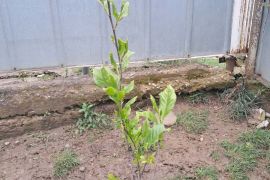 იყიდება მაგნოლია სულანჟის ნერგი