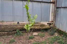 იყიდება მაგნოლია სულანჟის ნერგი