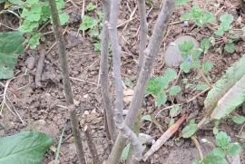 იყიდება მაგნოლია სულანჟის ნერგი